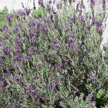 Holiday home Lavanda *